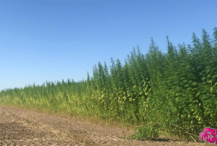Hemp And Marijuana: Composition And Usage