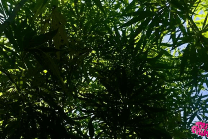 Hemp: A History